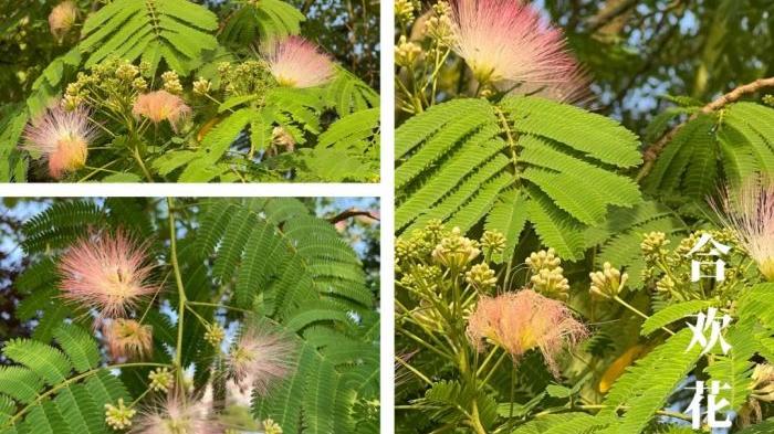 本草合集｜湖湘地区常见野生中草药（二）