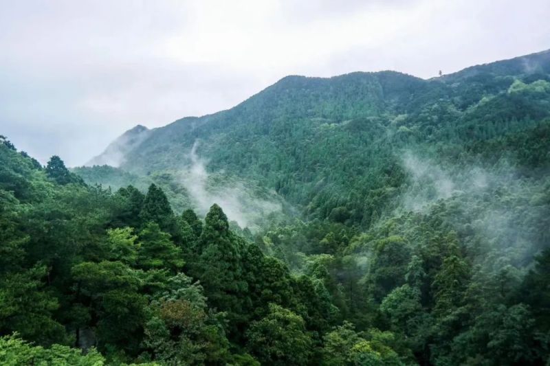 立夏｜长夏重在养“心”，以下5个方面最重要！